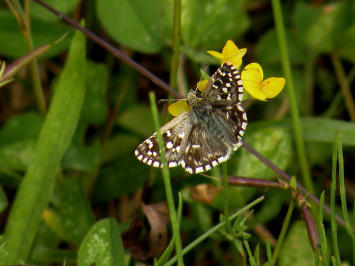 identificazioni varie